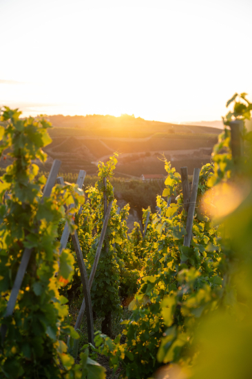 VIGNES